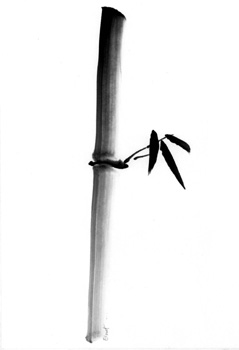 BAMBOO2